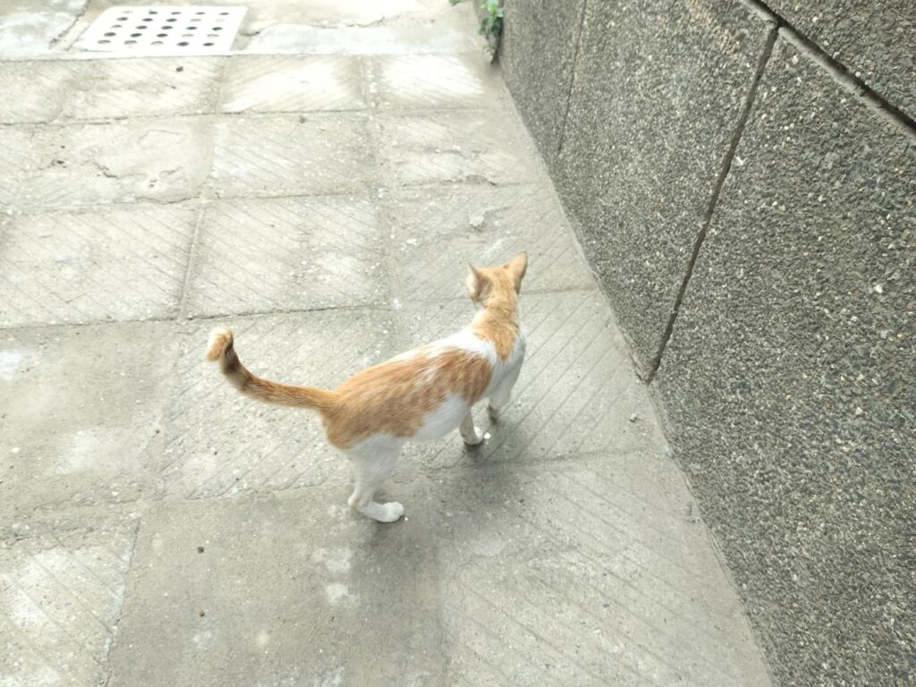Adult female stray cat being fed in Delhi, looking for adoption before her feeder relocates