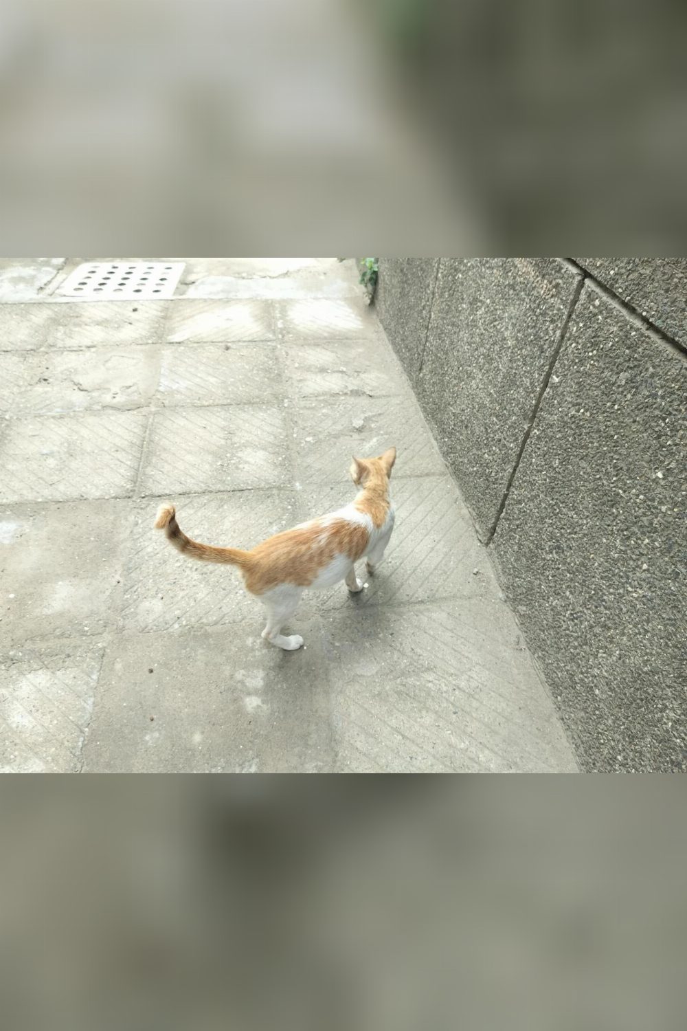 A pregnant stray cat in Delhi needs a home before her feeder moves away