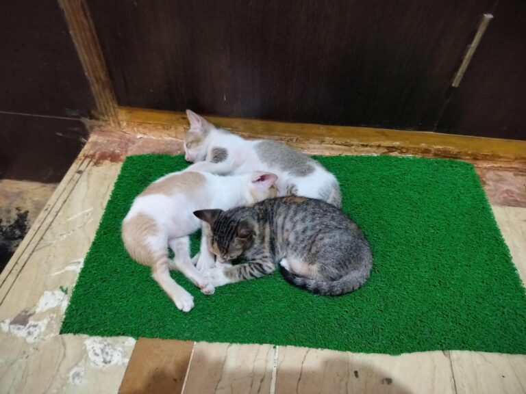 Three kittens in a Koper Khairne stairwell need homes, adoptable cat in Navi Mumbai