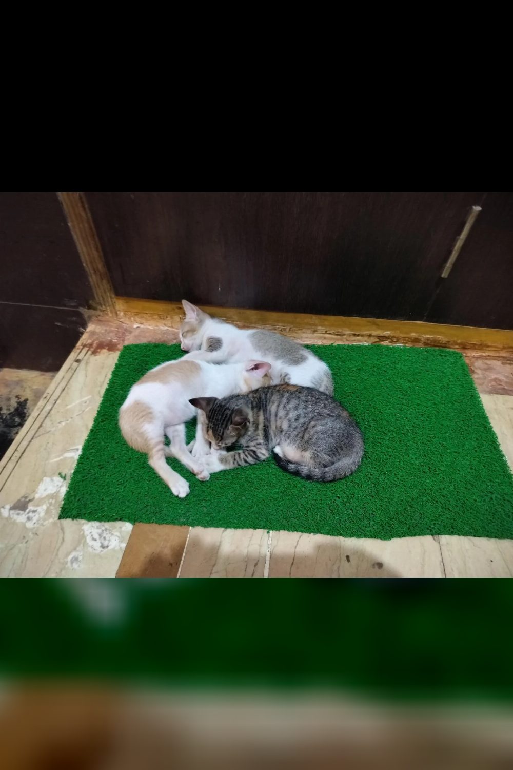 Three kittens in a Koper Khairne stairwell need homes — Navi Mumbai