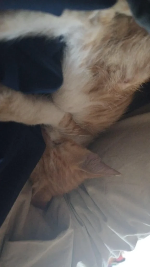 Close-up of an orange-and-white kitten with black patches, curled up against pale fabric, one of a litter of kittens up for adoption in Delhi NCR.