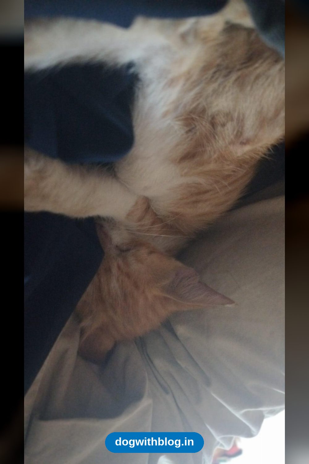 A Group of Kittens Needs a Home — Delhi NCR
