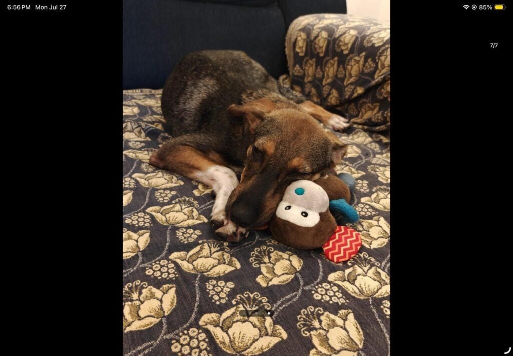 : She was attacked and left for dead. She fought to survive. Now she ... - pet for adoption in Mumbai