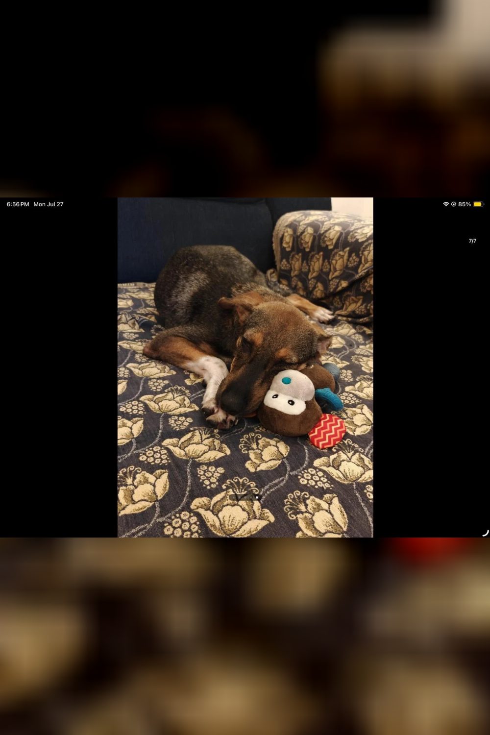 Miko Survived an Attack and Is Still Waiting for a Home — Mumbai