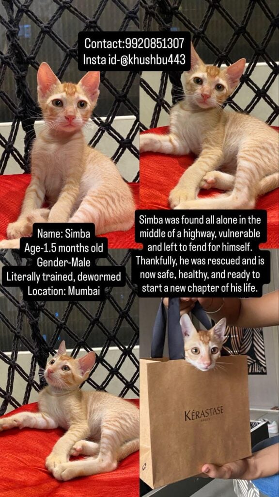 Simba, a one-and-a-half-month-old male kitten rescued from a Mumbai highway.