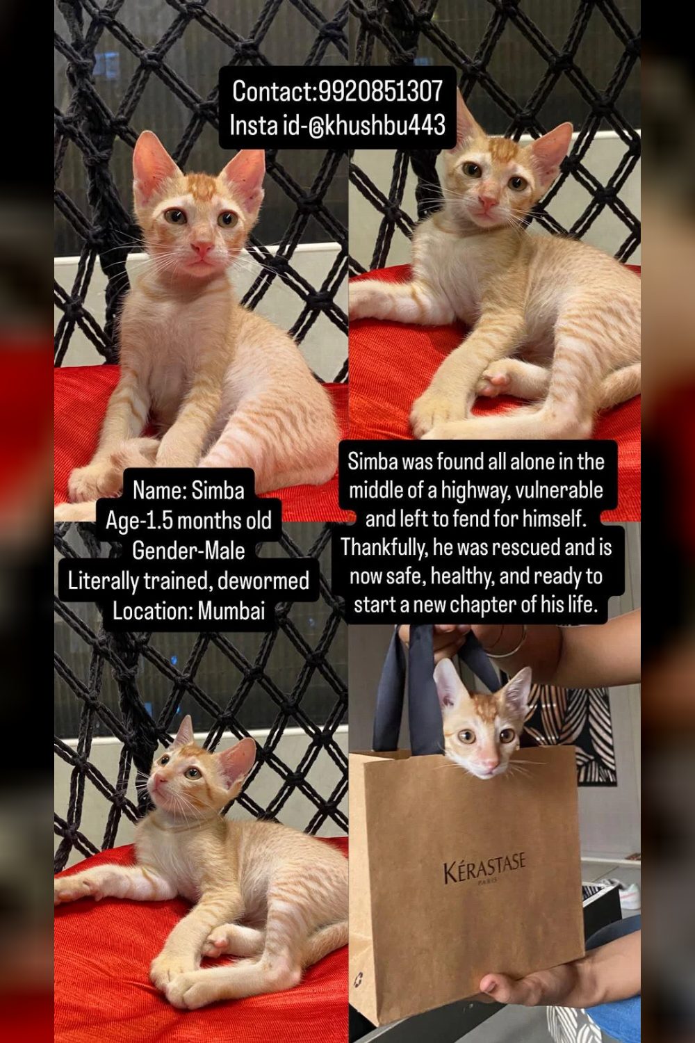 Simba, a Rescued Kitten Found on a Mumbai Highway, Needs a Home