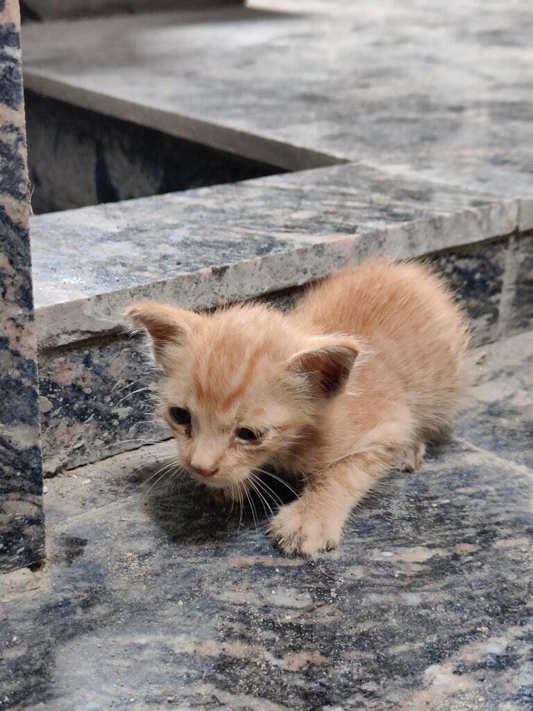 A one-month-old abandoned kitten found on a Central Delhi street, needing urgent care
