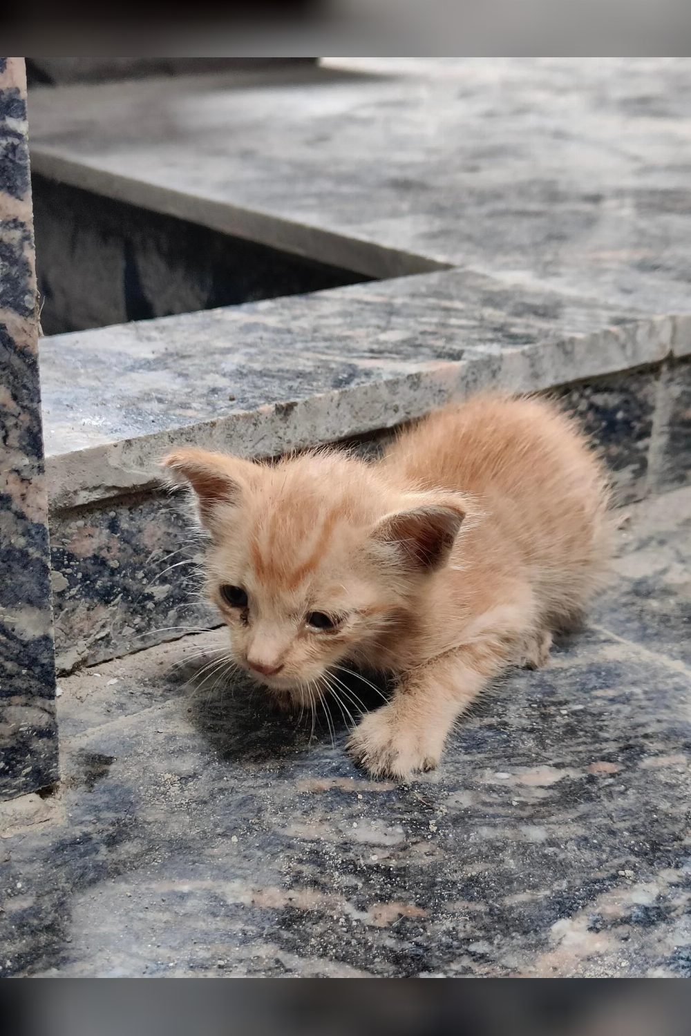 Abandoned one-month-old kitten needs urgent care and a home — Delhi NCR