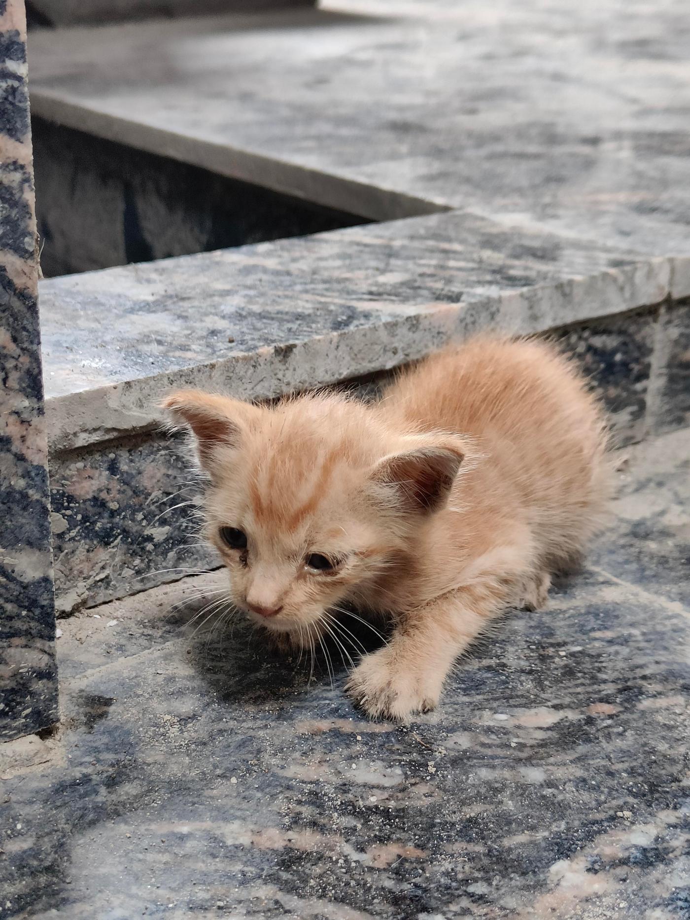 Abandoned one-month-old kitten needs urgent care and a home — Delhi NCR