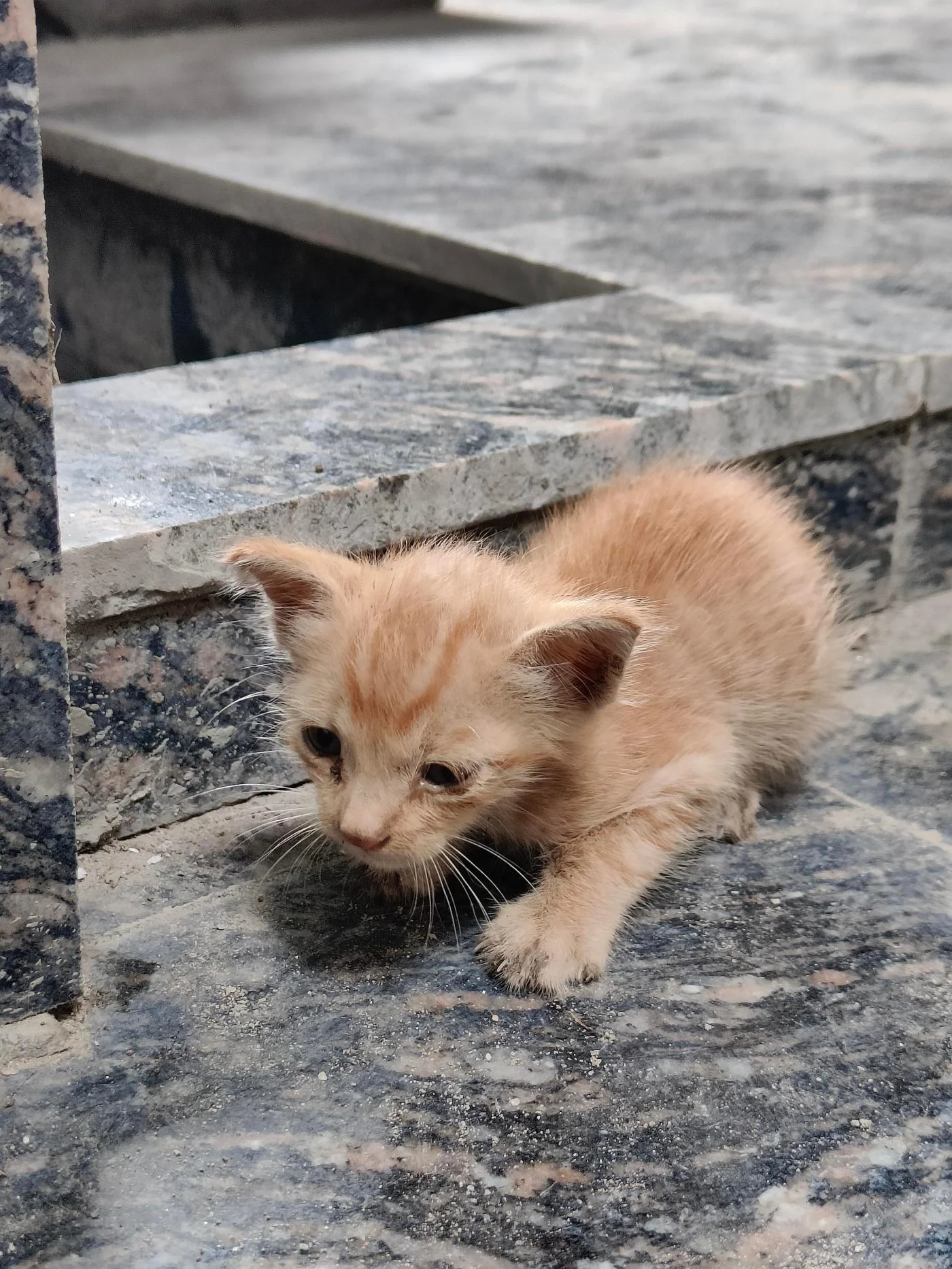 Abandoned one-month-old kitten needs urgent care and a home in Delhi NCR