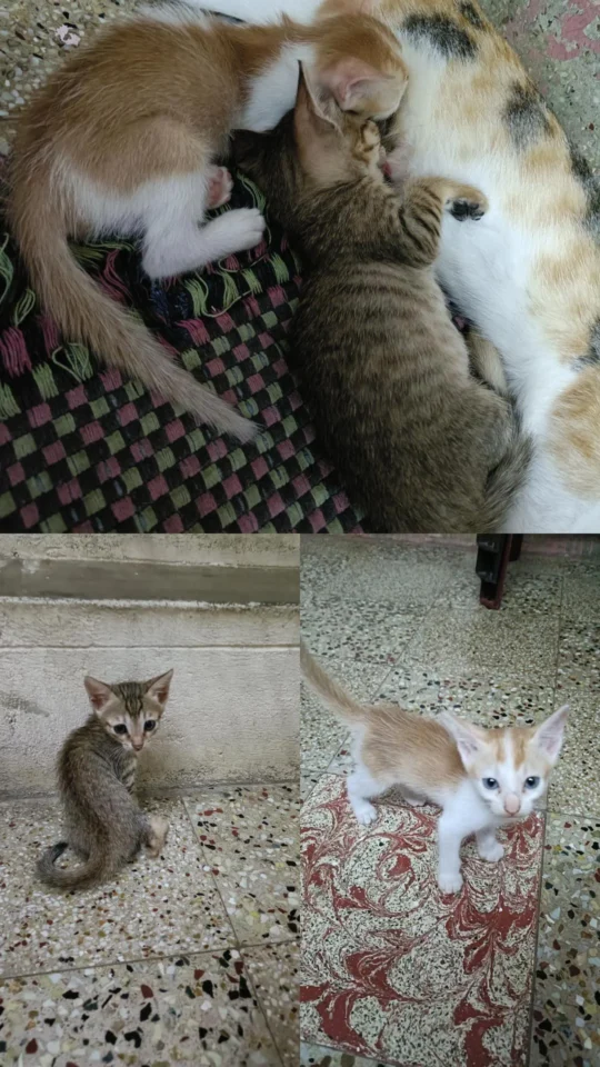 Five One-Month-Old Kittens Need Homes, adoptable cat in Chennai
