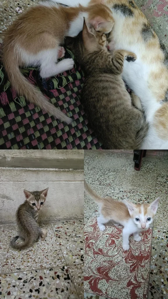 Two kittens, ginger-and-white and grey tabby, nursing together, with two more kittens sitting nearby on a tiled floor
