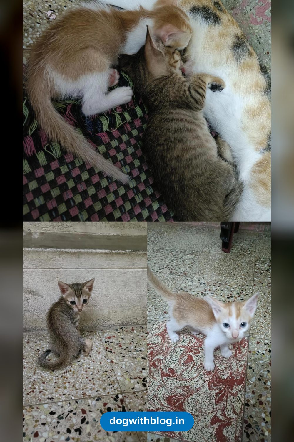 Five One-Month-Old Kittens Need Homes — Chennai