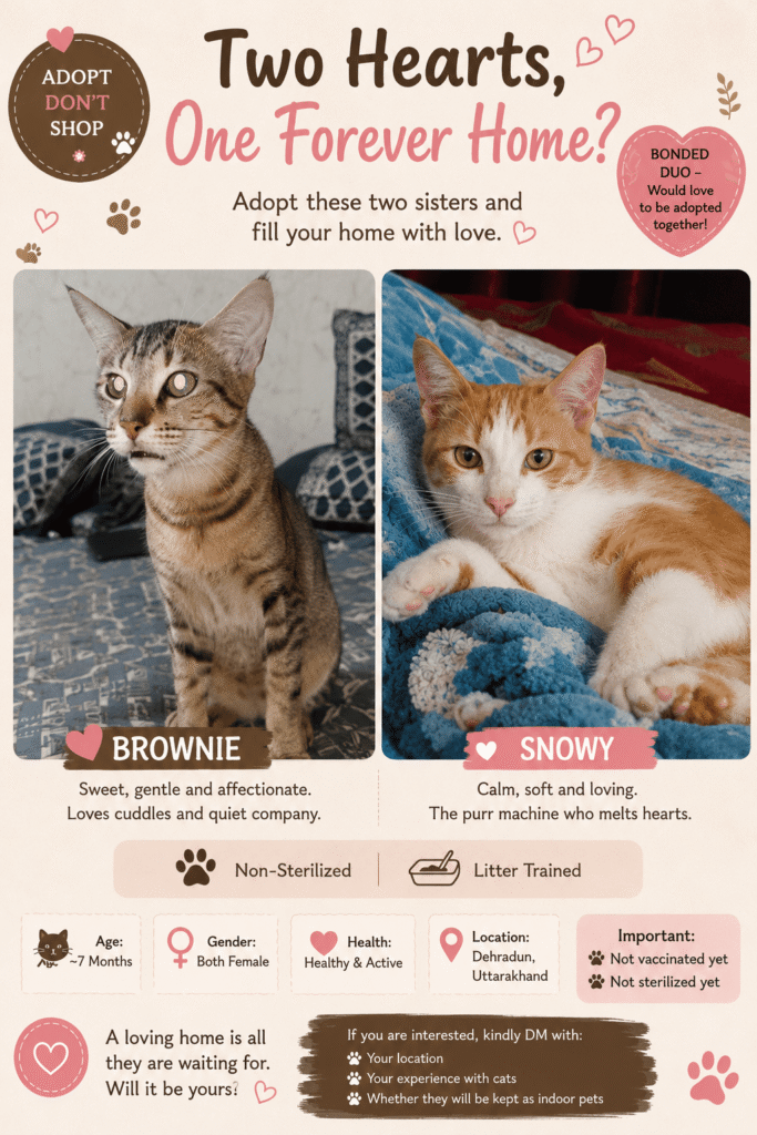 Brownie and Snowy, two kitten sisters up for adoption in Dehradun (listing 97686)