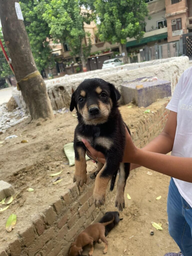 Three brown female indie puppies up for adoption in Sector 17, Faridabad