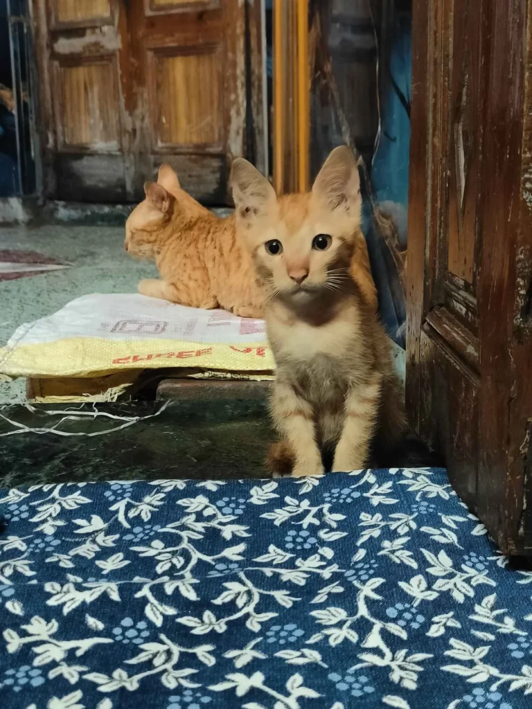 2 kittens looking for a home - kitten for adoption in Delhi NCR