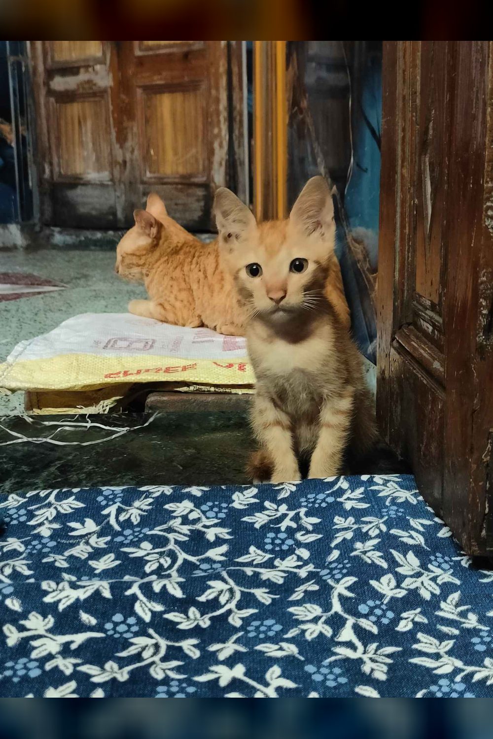 Two Kittens in Chawri Bazaar Need a Home After Their Mother Disappeared — Delhi NCR