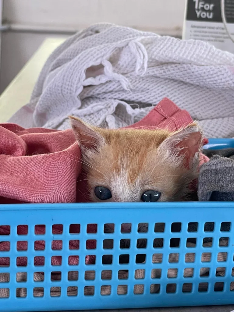 Dumbo, a two-month-old indie kitten, looking for an indoor home near Trivandrum/Kochi