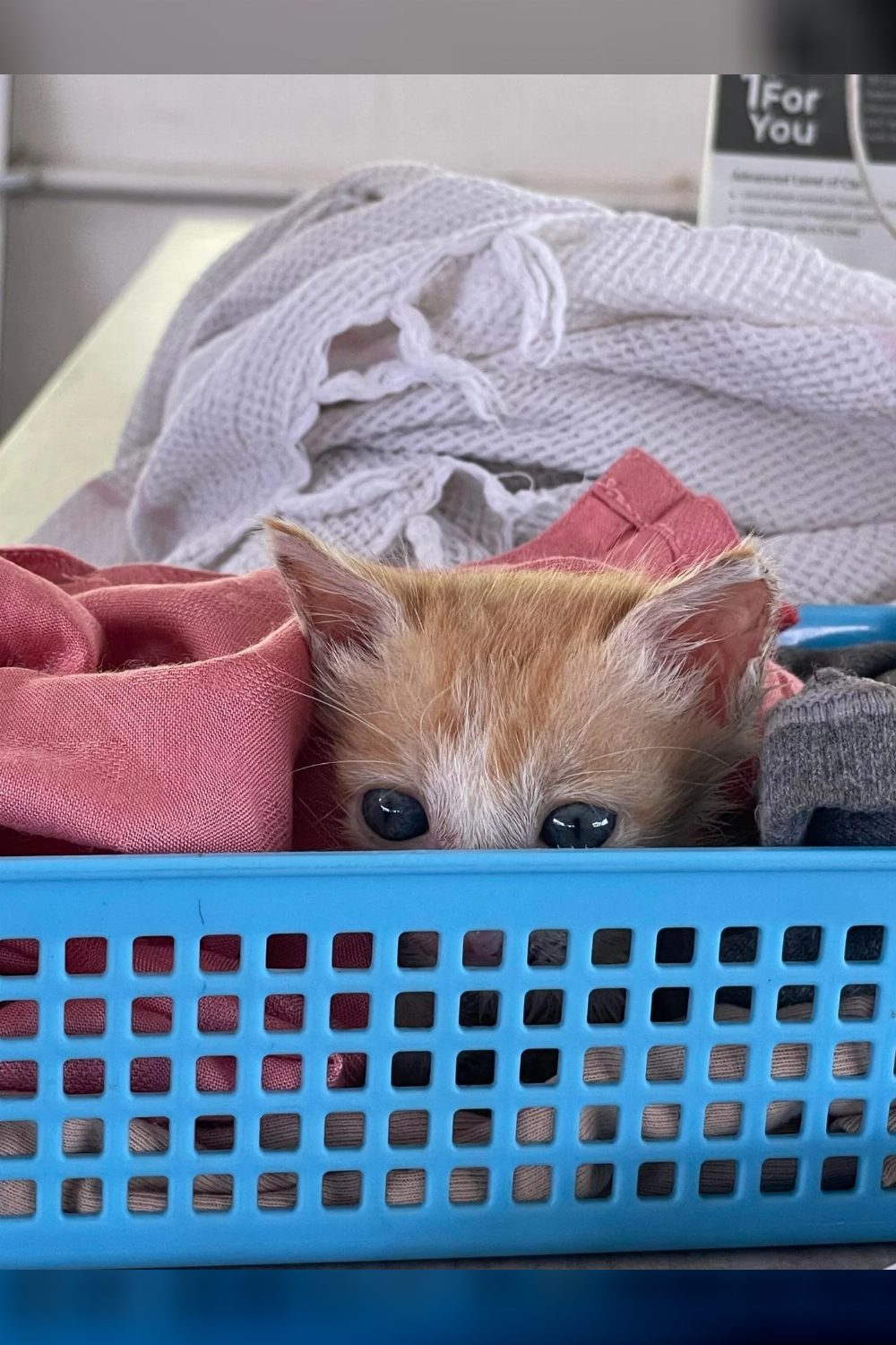 Dumbo, a two-month-old indie kitten for adoption — Kochi