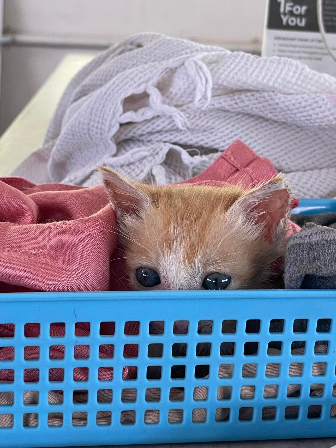 Dumbo, a two-month-old indie kitten for adoption — Kochi