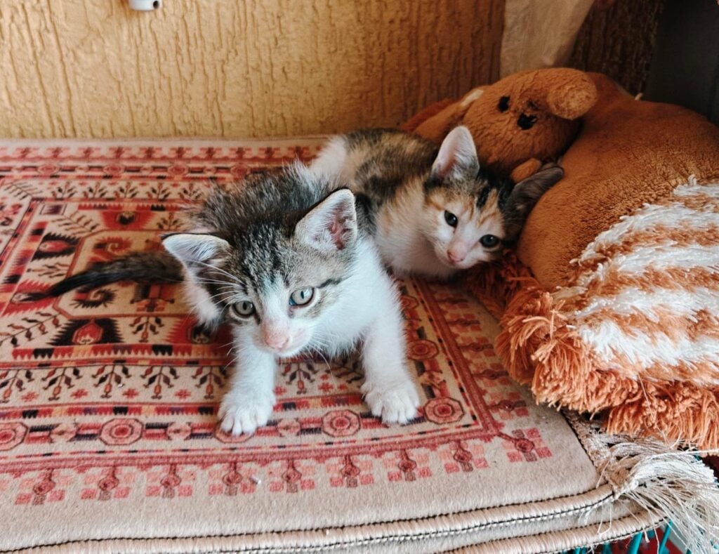 Kittens for Adoption - kitten in India (listing 98182)