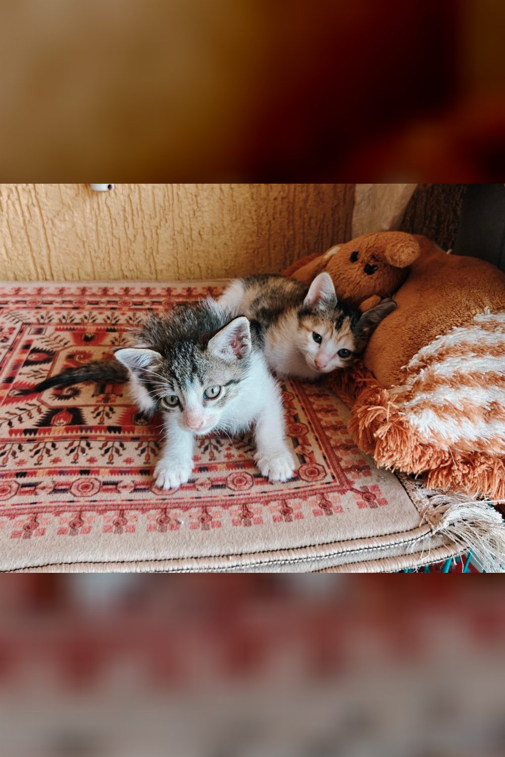 Cutie and Tiny, one-month-old kittens in Hinjewadi — Pune