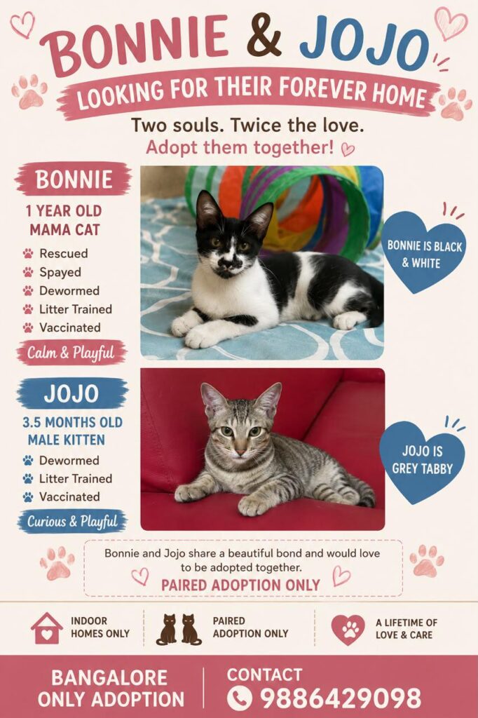 A poster for Bonnie, a black-and-white one-year-old mama cat, and Jojo, her grey tabby kitten son, up for paired adoption in Bangalore.