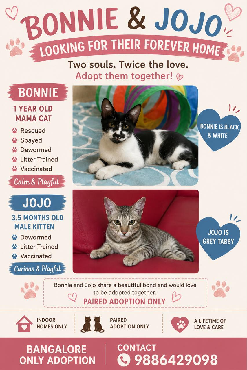 Bonnie and Jojo, a Bonded Cat Duo Looking for a Paired Home — Bengaluru