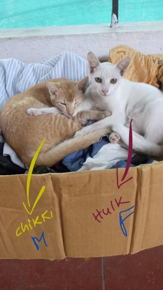 Chikki and Hulk, a Bonded Kitten Pair Whose Foster Family Is Moving, adoptable cat in Coimbatore