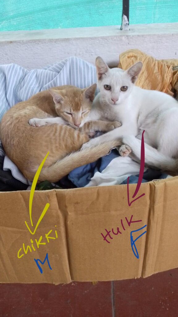 Two kittens sleeping together in a cardboard box, one orange labeled Chikki and one white labeled Hulk