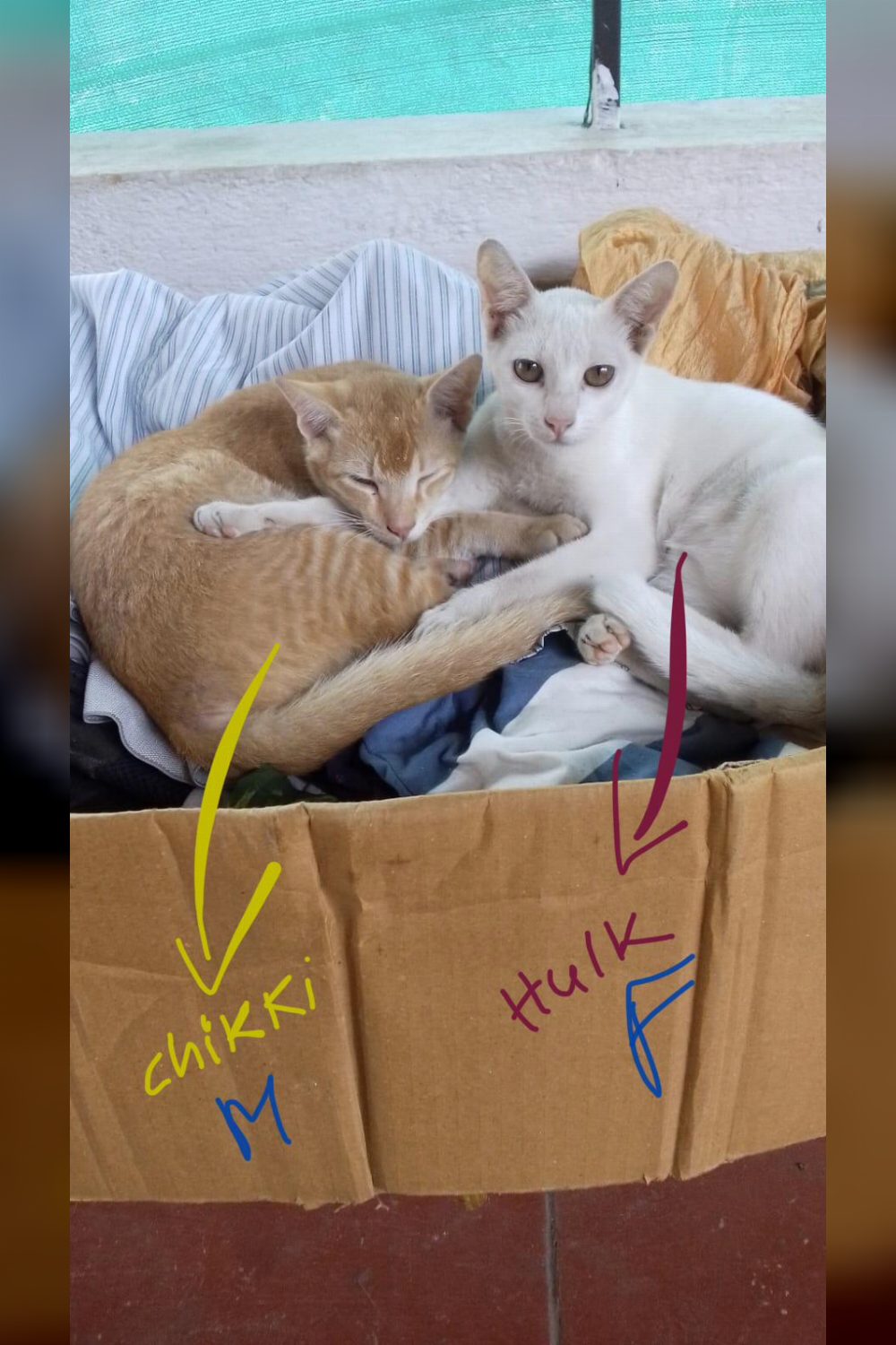 Chikki and Hulk, a Bonded Kitten Pair Whose Foster Family Is Moving — Coimbatore
