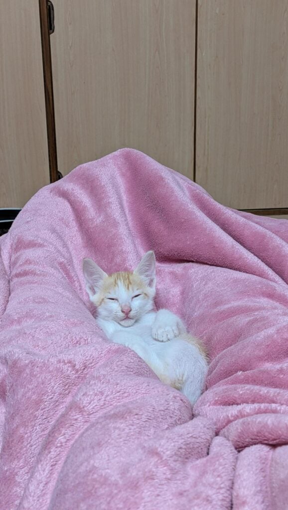 A small white and cream kitten curled up on a pink fleece blanket, up for adoption in HSR, Bengaluru