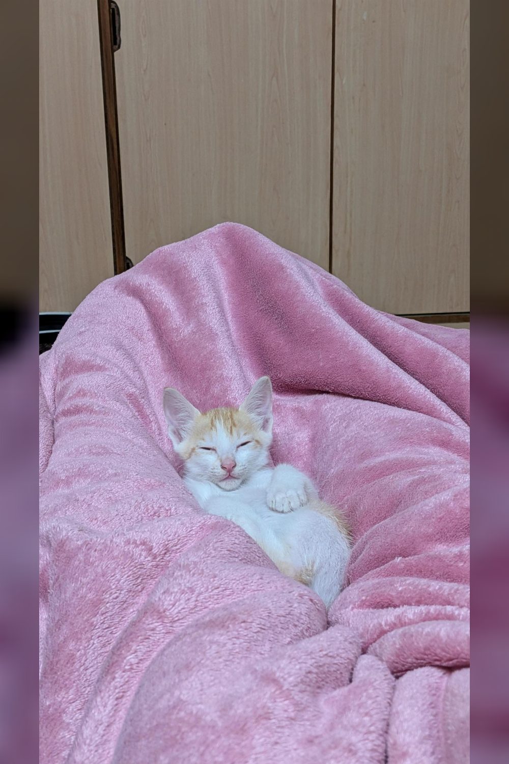 Two-month-old male kitten in HSR, already weaned and litter trained — Bengaluru