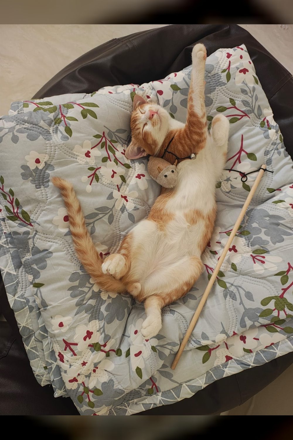 Whisky, a three-and-a-half-month-old orange kitten in BTM Stage 2 — Bengaluru