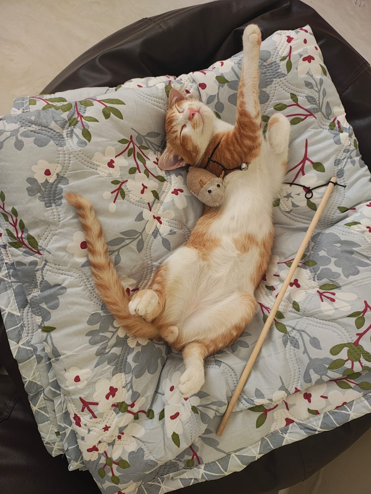 Whisky, a three-and-a-half-month-old orange kitten in BTM Stage 2 — Bengaluru