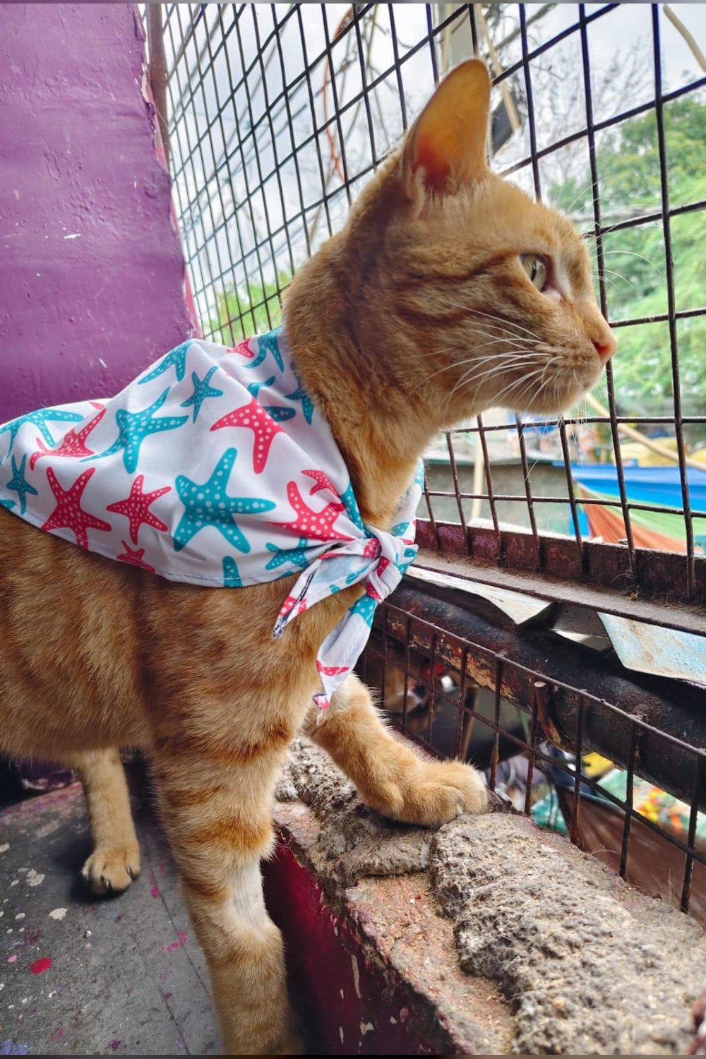 A two-year-old neutered cat in South Delhi with a lot of purring stored up