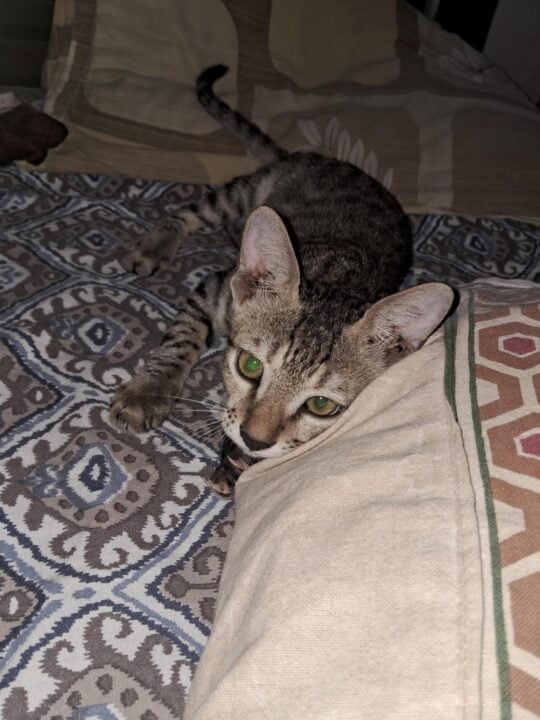 Four bonded kittens, three months old, need pair adoption, adoptable cat in Lucknow
