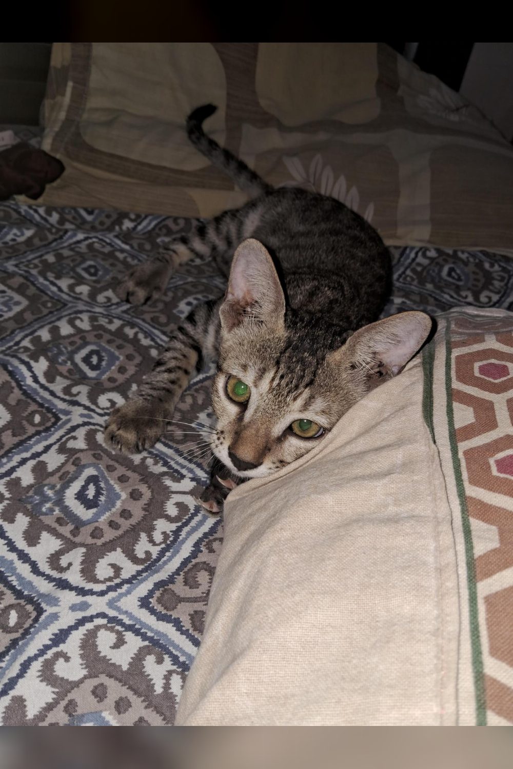 Four bonded kittens, three months old, need pair adoption — Lucknow