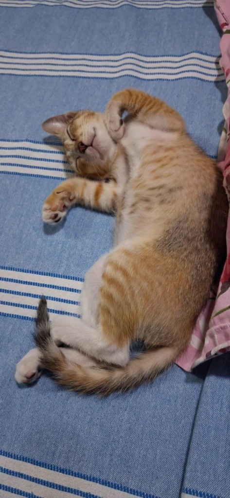 Coco, a small orange-and-white kitten, in Mumbai