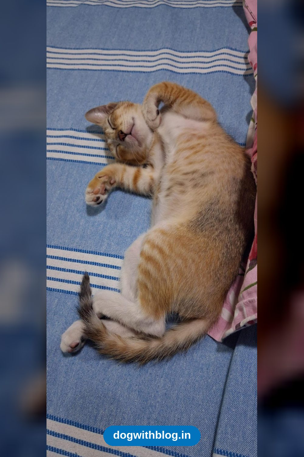Coco, a Two-Month-Old Kitten, Is Looking for a Home — Mumbai