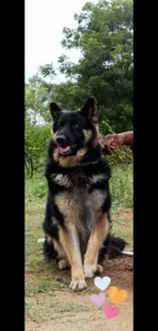Bagheera, a Seven-Year-Old German Shepherd Looking for a Loving Home