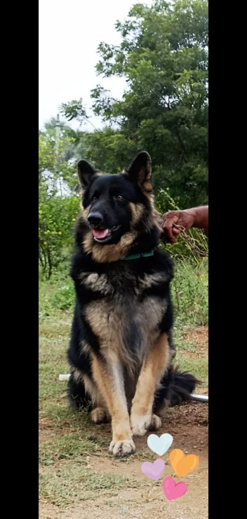 Bagheera, 7-year-old male German Shepherd, looking for a loving f... - dog for adoption in Hyderabad
