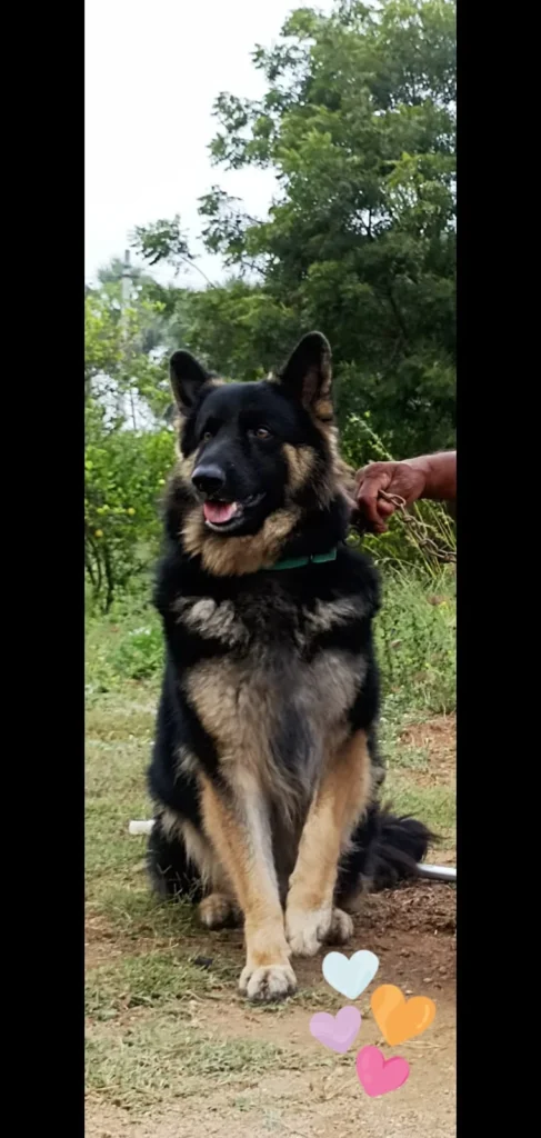 Bagheera, a seven-year-old male German Shepherd with a long coat, standing outdoors in Hyderabad
