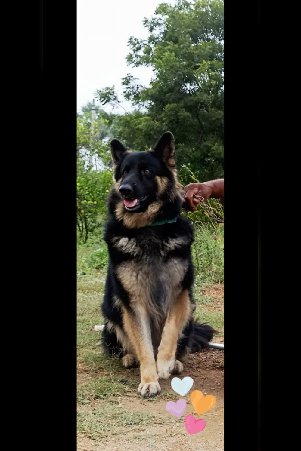 Bagheera, a Seven-Year-Old German Shepherd Looking for a Loving Home — Hyderabad