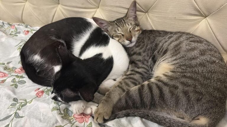 Bonnie and Jojo, a Bonded Mother-Son Pair, Need a Foster or Forever Home, adoptable cat in Bengaluru