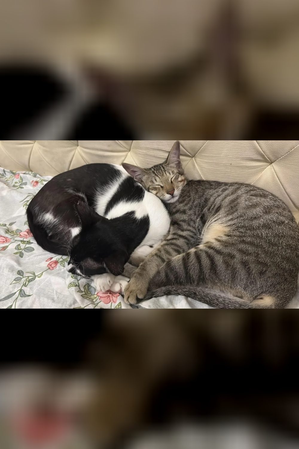 Bonnie and Jojo, a Bonded Mother-Son Pair, Need a Foster or Forever Home — Bengaluru