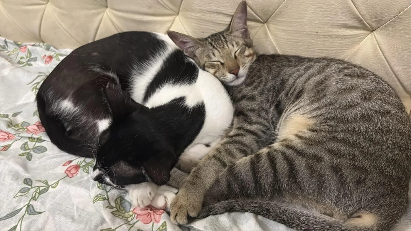 Bonnie and Jojo, a Bonded Mother-Son Pair, Need a Foster or Forever Home in Bengaluru