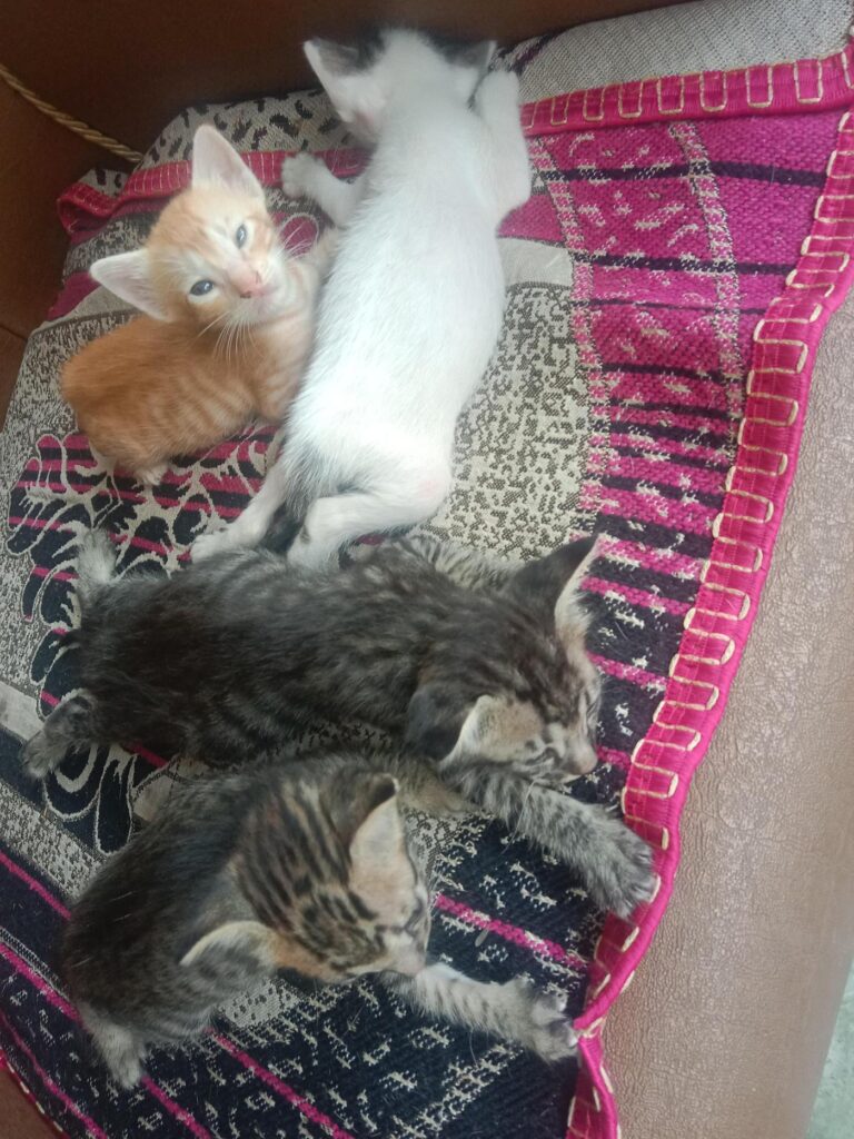 One-month-old kittens in Indra Nagar, Dehradun, up for adoption