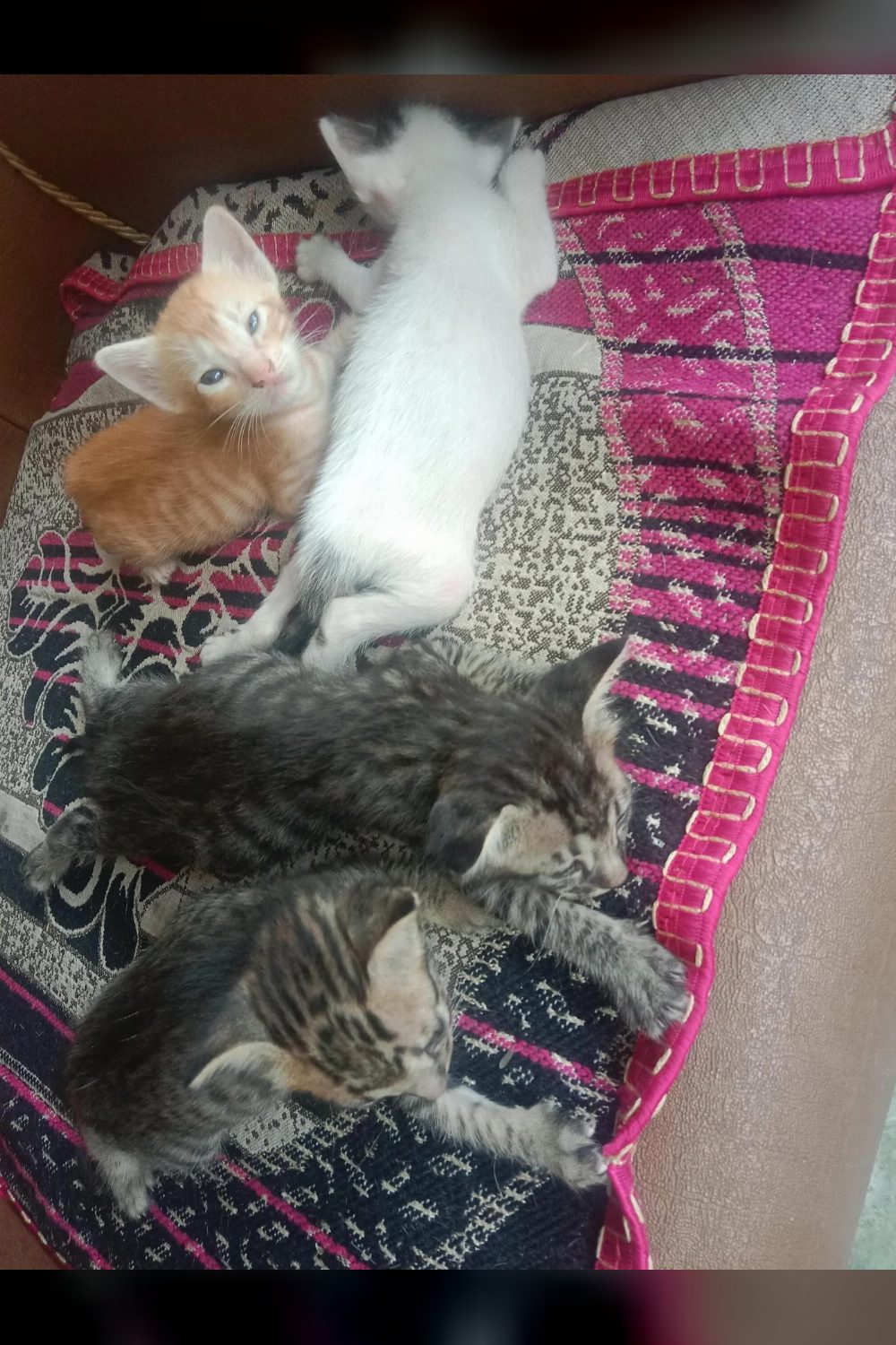One-Month-Old Kittens Need a Home in Indra Nagar — Dehradun