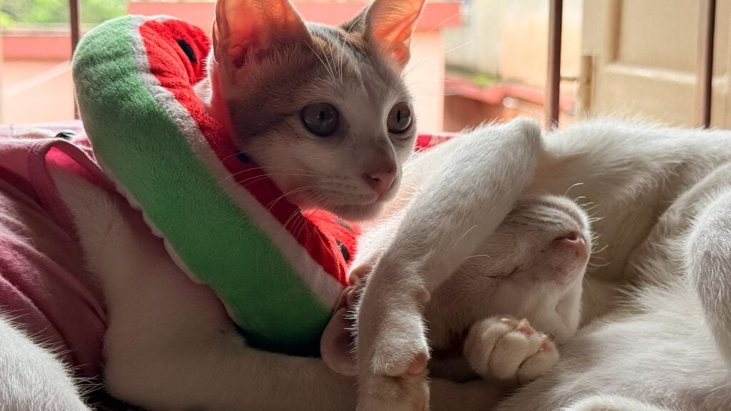 Murph and Mimi, a bonded brother-sister pair of young cats, looking for a home together in Kolkata